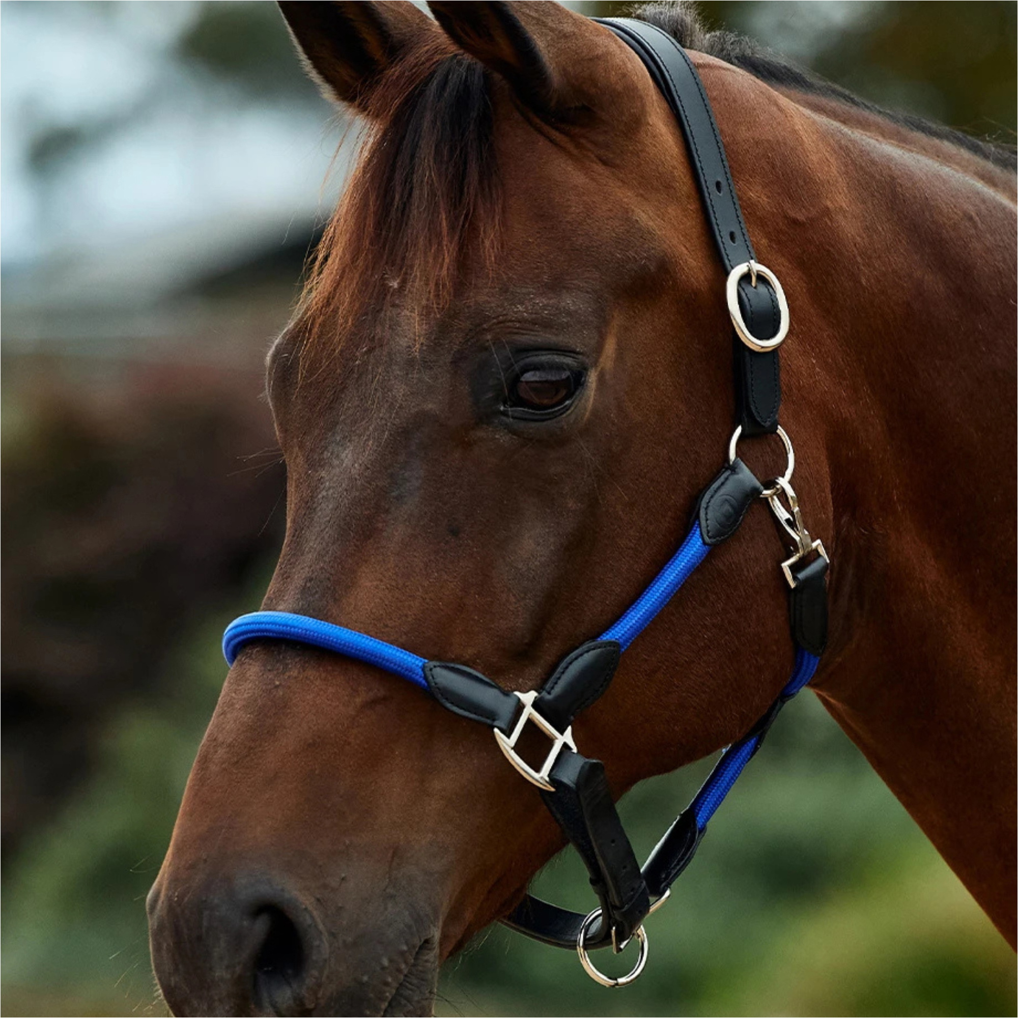 2026 Dublin Leather Rope Headcollar 1031533 - Cobalt / Black